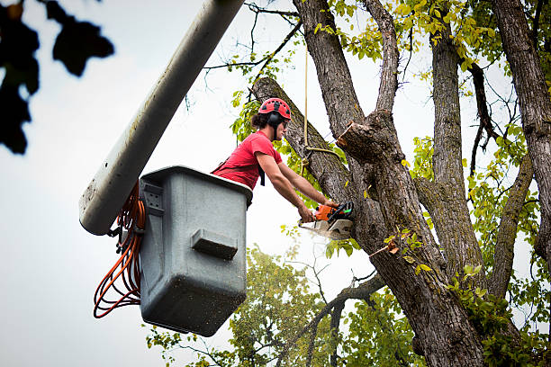 Professional Tree Care Services in Monterey, TN